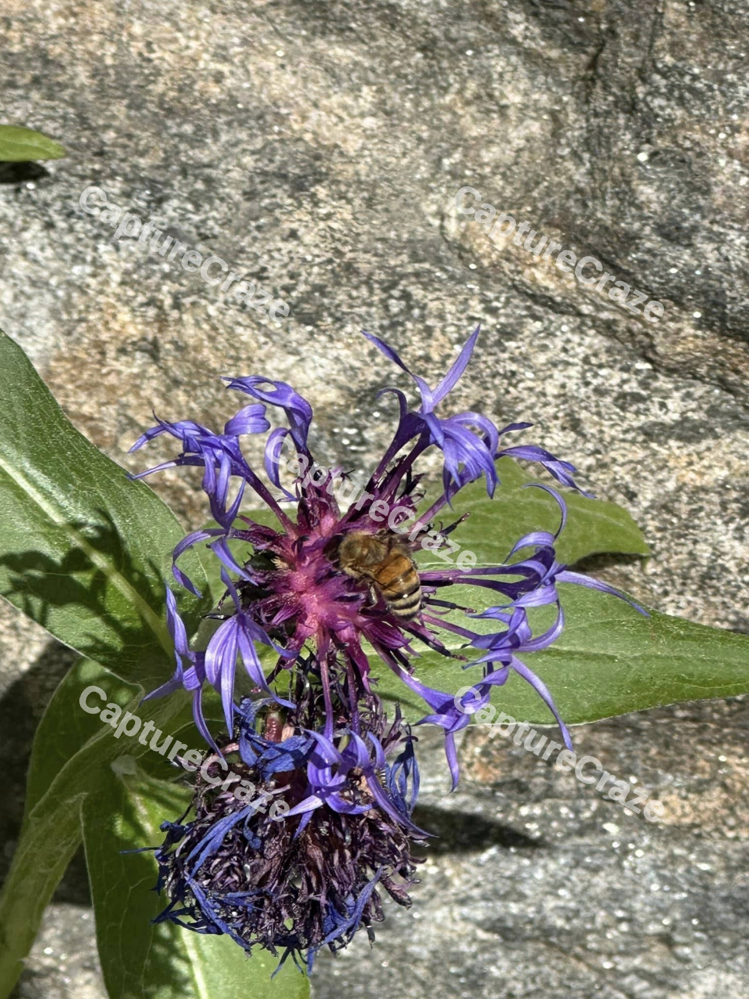 Purple Sage Shrub flower